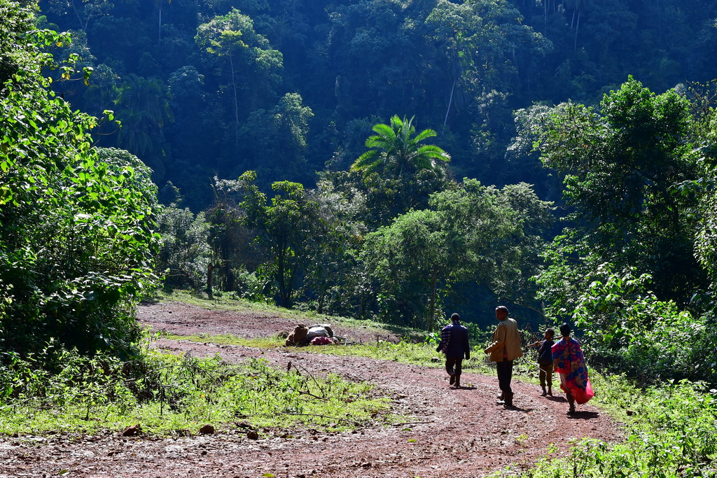 Wild Coffee Forest (Bonga)